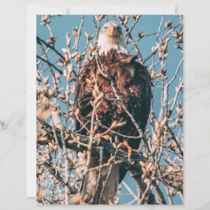 Aigle à tête blanche américaine