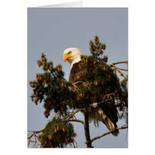 Aigle à tête blanche assis dans un sapin