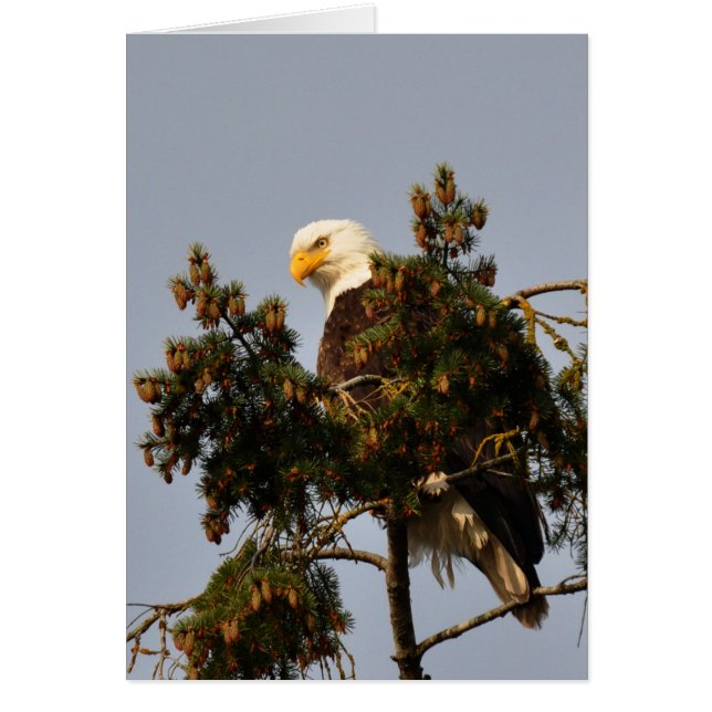 Aigle à tête blanche assis dans un sapin (Devant)