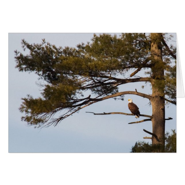 Aigle à tête blanche dans un arbre à pins (Devant horizontal)
