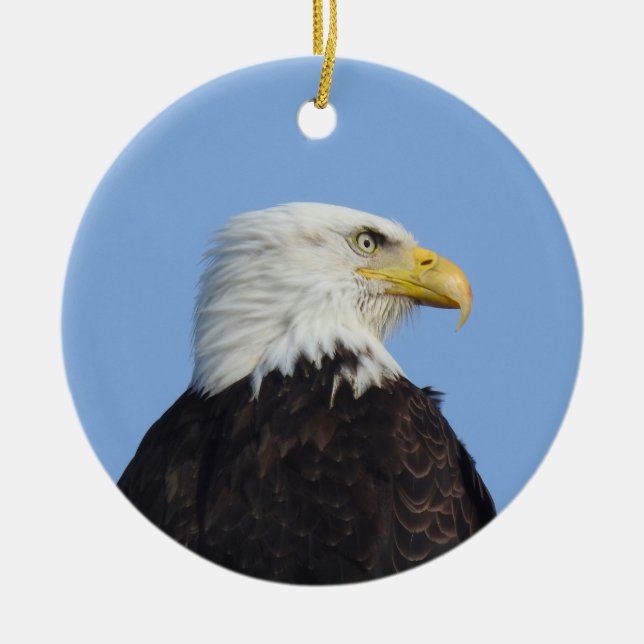 Aigle à tête blanche, faune, oiseaux, ornement en  (Devant)