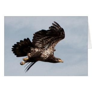 Aigle à tête blanche immature prenant le vol