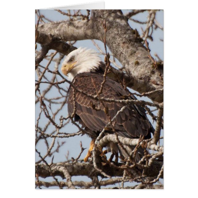 Aigle à tête blanche perché dans un arbre (Devant)