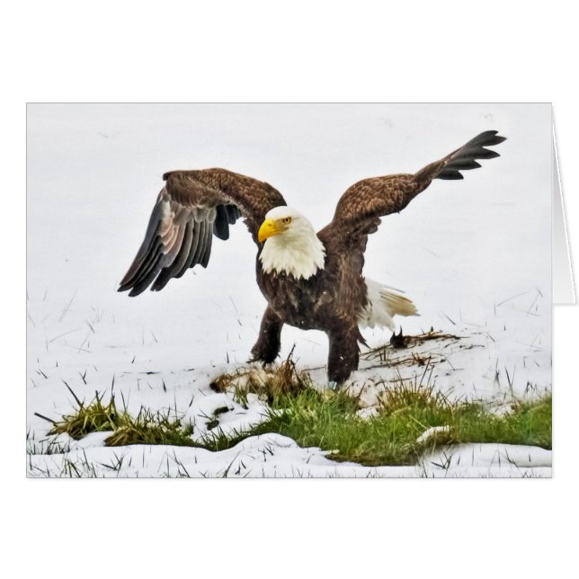 Aigle à tête blanche sur l'herbe et la neige (Devant horizontal)