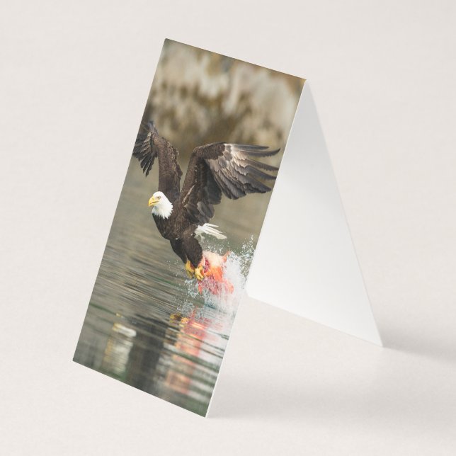 Aigle à tête plate (Back)