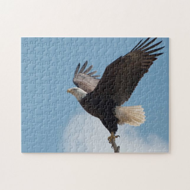 Aigle Bald Lifting Off - Puzzle (Horizontal)