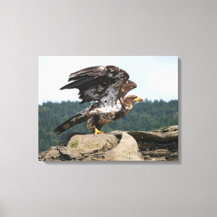 Aigle Bald Prêt Pour La Toile Emballée En Vol