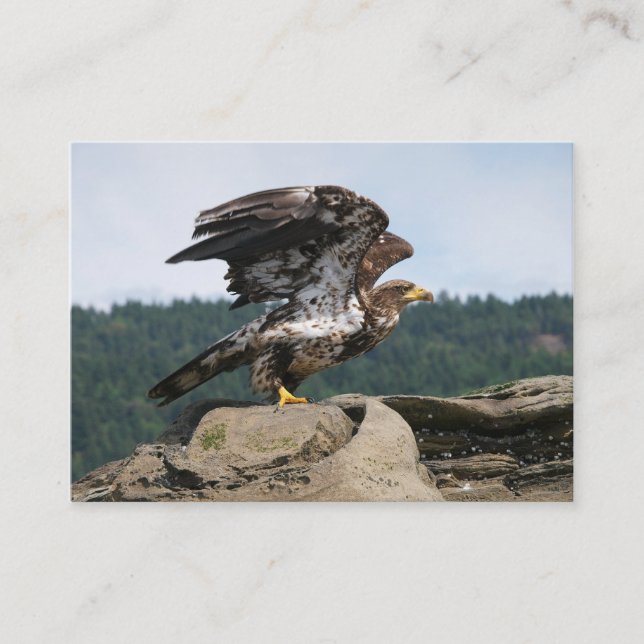Aigle Bald Prêt Pour Le Décollage - cartes de visi (Devant)