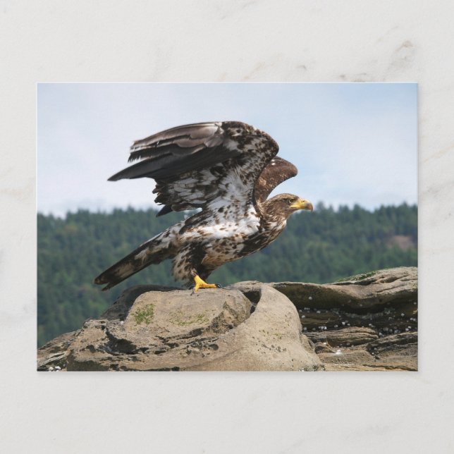 Aigle Bald Prêt Pour Le Vol Carte Postale (Devant)