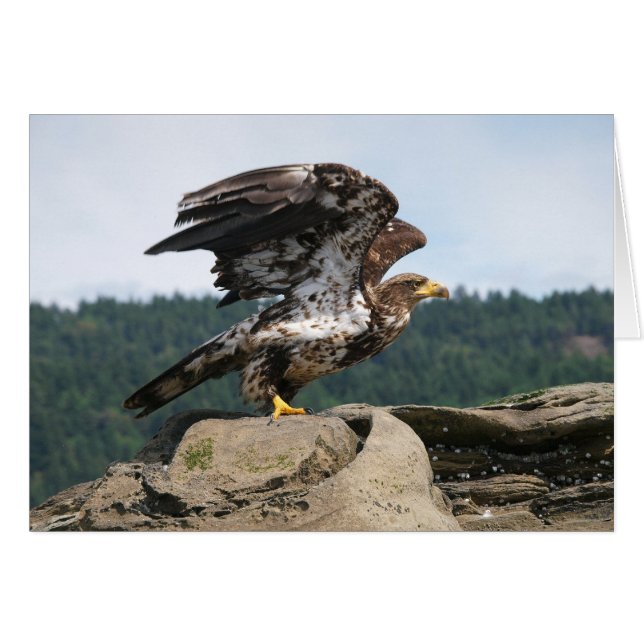 Aigle Bald Prêt Pour Le Vol - Cartes (Devant horizontal)