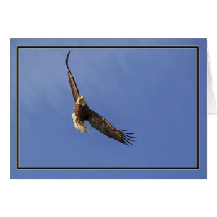 Aigle chauve