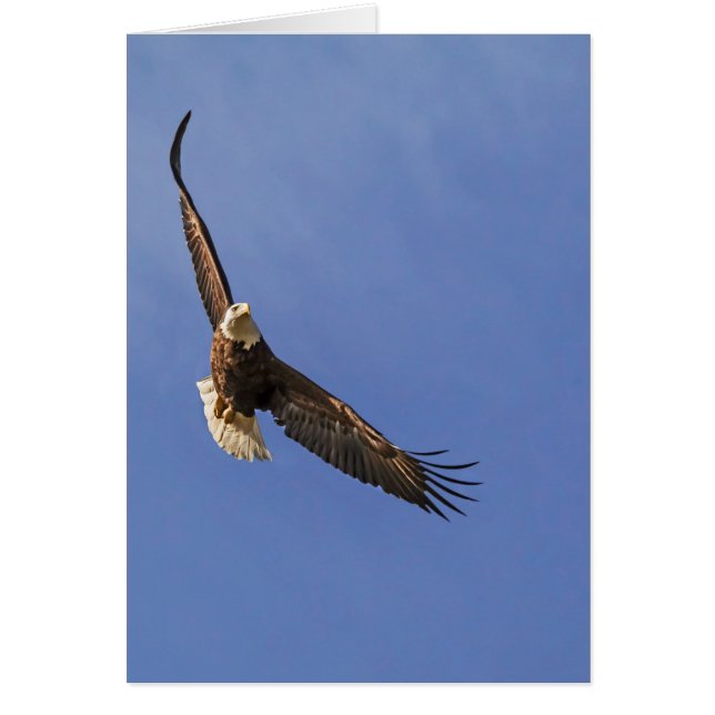 Aigle chauve (Devant)