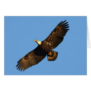 Aigle chauve en vol 2