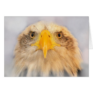 Aigle de Bald