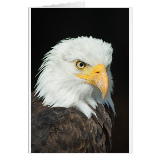 Aigle de Bald (Devant)