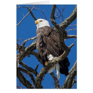 Aigle de Bald