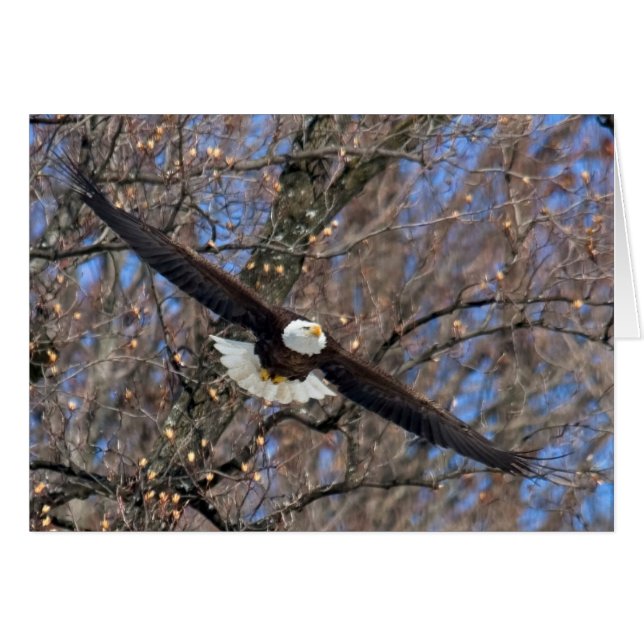 Aigle de Bald (Devant horizontal)