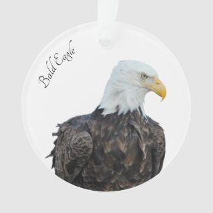 Aigle de Bald