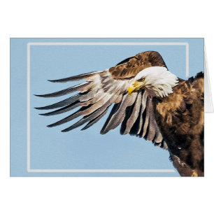 Aigle de Bald sur l'aile