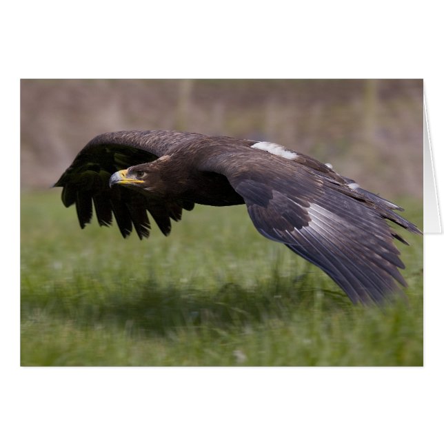 Aigle d'or sur carte de vol (Devant horizontal)