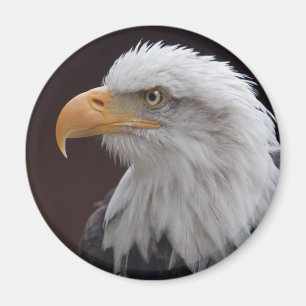 Aigle fier Magnet