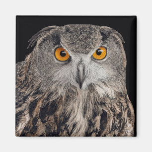 Aigle magnet