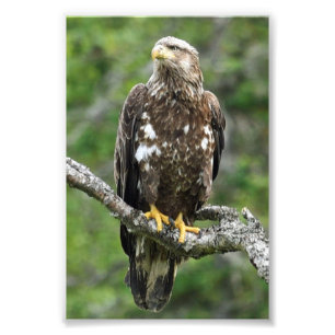 Aigle photo 4x6