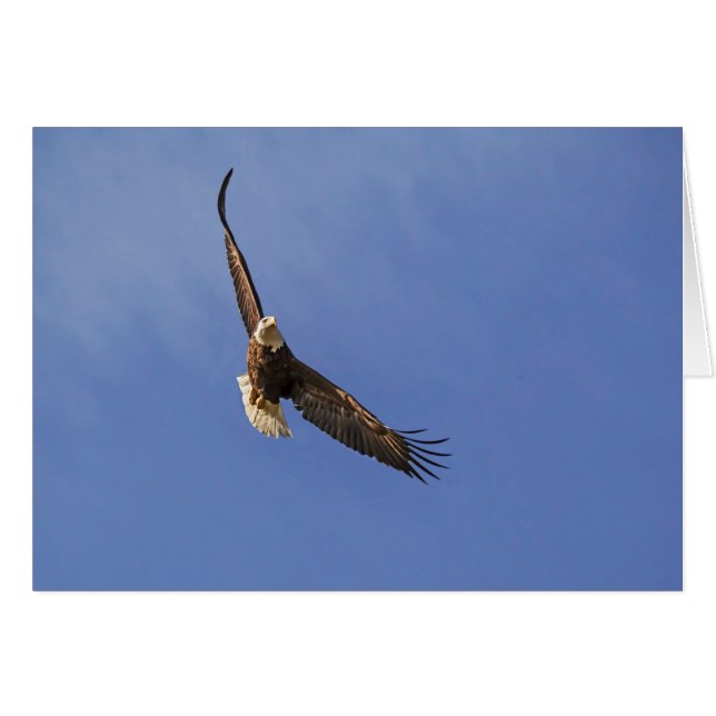 Aigle royal en vol (Devant horizontal)