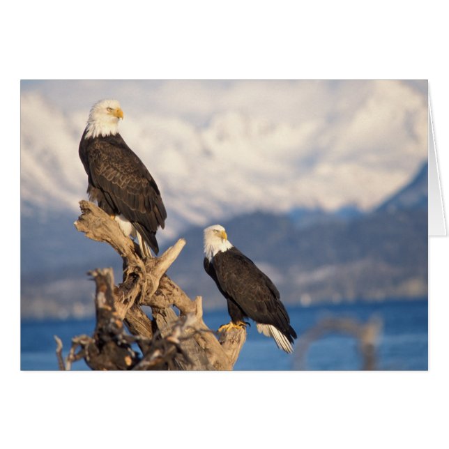 aigle royal, Haliaeetus leuccocephalus, couple (Devant horizontal)