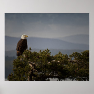 Aigle royal mature - Impression d'art fine