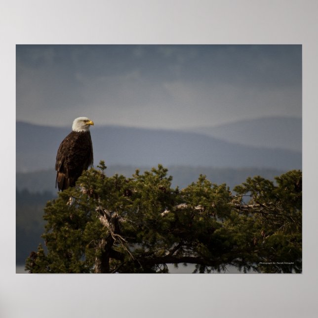 Aigle royal mature - Impression d'art fine (Devant)