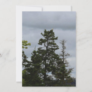 Aigle supérieure de l'arbre