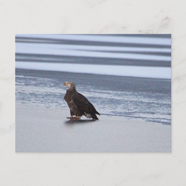 Aigle sur carte postale du lac gelé (Devant)