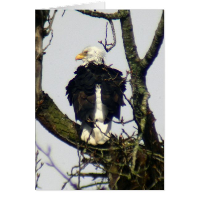 Aigle toujours vigilant ... (Devant)