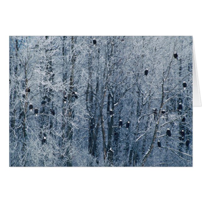 Aigles chauds (Devant horizontal)