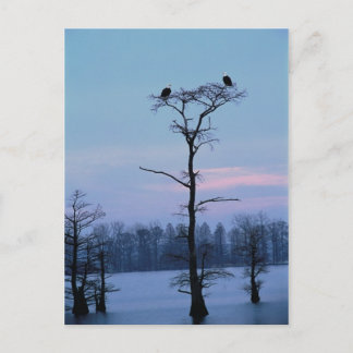 Aigles chauves sur une carte postale d'arbre