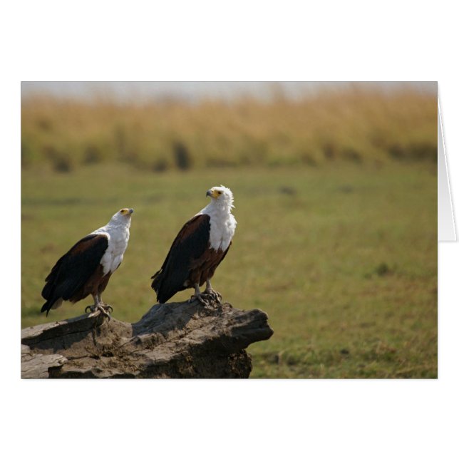 Aigles de poisson d'Afrique (Devant horizontal)