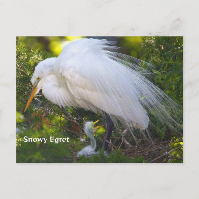 Aigrette neigeuse avec carte postale de bébé (Devant)