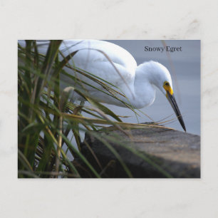 Aigrette neigeuse Photo Carte postale