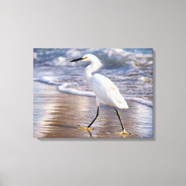 Aigrette sur toile de bord de mer (Recto)