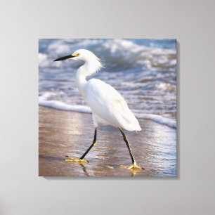 Aigrette sur toile de fond de rivage