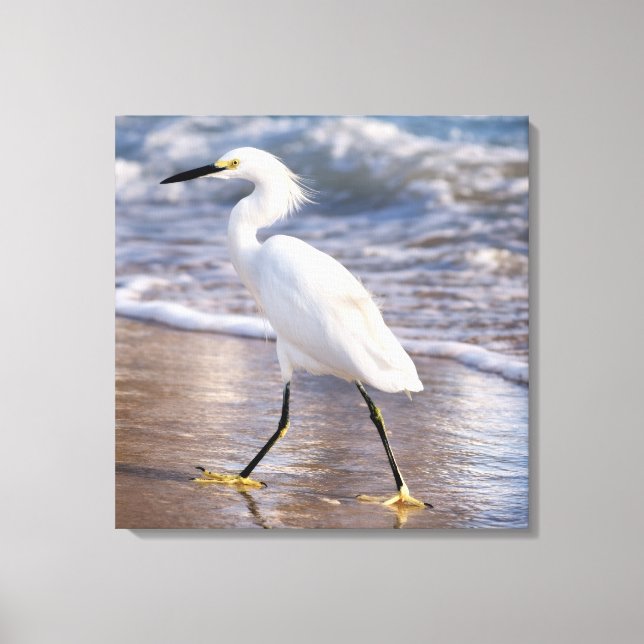 Aigrette sur toile de fond de rivage (Recto)