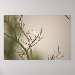 Aigrettes neigeuses sur affiche d'arbre