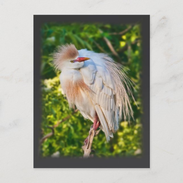 Aiguille De Bétail Accrochée Sur Carte Postale (Devant)