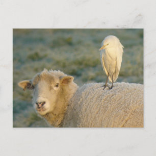 Aiguille de bétail sur carte postale de mouton