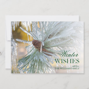 aiguilles de pin encerclées dans la glace