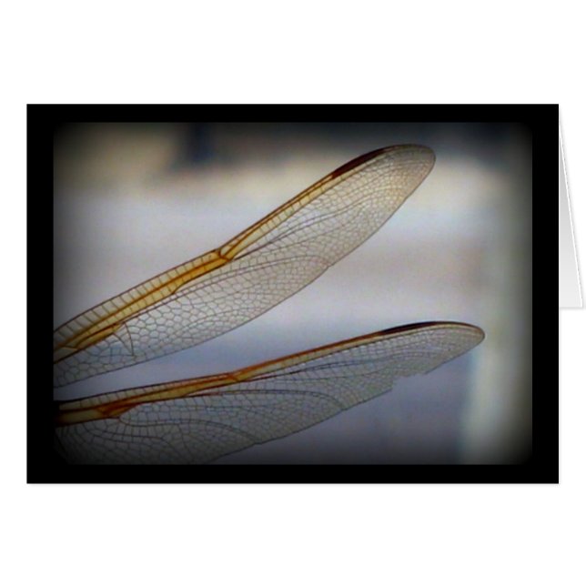 Aile de libellule Macro (Devant horizontal)