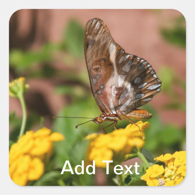 Ailes Monarques - Stickers Chien et Papillon (Devant)