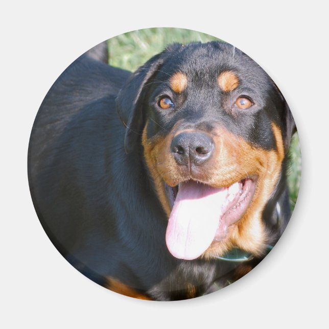 Aimable Rottweiler Magnet (Devant)