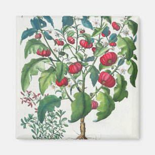 Aimant 1.Solanum Pomiferum ; 2.Amaracus vulgaris, du